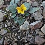 Viola purpurea 整株植物