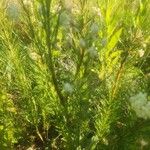 Asclepias verticillata Leaf