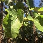 Ficus abutilifolia Leaf