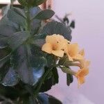 Kalanchoe blossfeldiana Flower