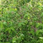 Lonicera tatarica Alkat (teljes növény)