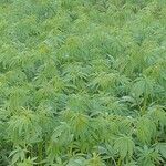 Cannabis sativa Frunză