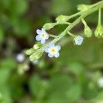 Trigonotis peduncularis Flower