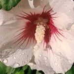 Hibiscus syriacus Virág