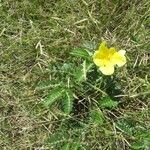 Tribulus cistoidesLorea