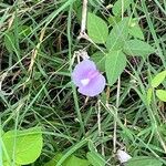 Centrosema virginianum Flower