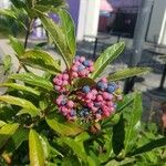 Viburnum nudum Φρούτο