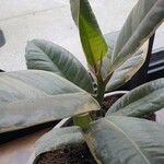 Ficus elastica Folha