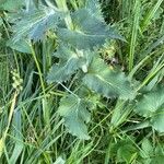 Eryngium giganteum Blatt