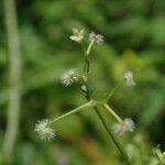 Galium hirtiflorum Характер