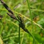 Carex nigra Květ