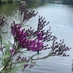 Vernonia fasciculata Flor