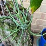 Euphorbia flanaganii Yaprak