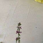 Micromeria nervosa Flor