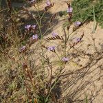 Limonium aucheri Habitat