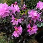 Rhododendron lapponicum Blomma