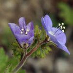 Phacelia viscida Cvet