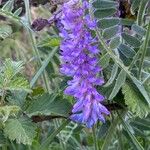 Vicia incana Floare