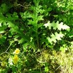 Cirsium tuberosum आदत