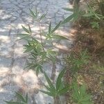 Vitex agnus-castusFulla