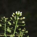 Neslia paniculata Flower