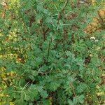 Acacia tortilis Blad