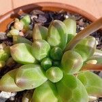 Pachyphytum compactum葉