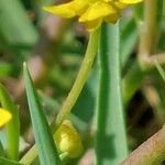 Ranunculus ophioglossifolius Fula