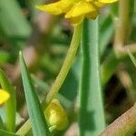 Ranunculus ophioglossifolius Flower