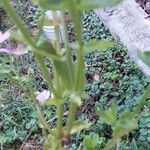 Sabatia angularis Fuelha