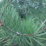 Pinus bungeana List