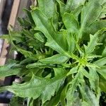Oxybasis chenopodioides পাতা