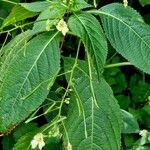 Impatiens parviflora Habitat