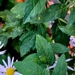 Aster ageratoides Blatt