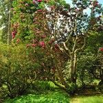 Rhododendron thomsonii Hábito