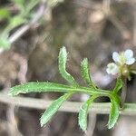 Cardamine flexuosa Fuelha