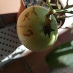 Solanum muricatum Λουλούδι