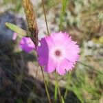 Dianthus sylvestrisÕis