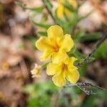 Alkanna graeca Flor