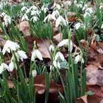 Galanthus plicatus ᱛᱟᱦᱮᱸ