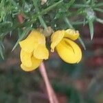 Ulex gallii Flower