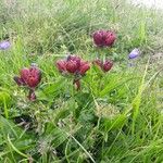 Gentiana purpurea Çiçek