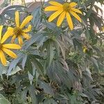 Rudbeckia laciniata 形态