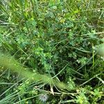 Trifolium dubium आदत