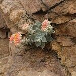 Echeveria gigantea Folio