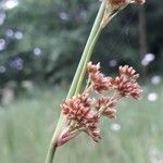 Juncus conglomeratus Flower