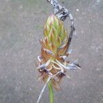 Bulbophyllum schinzianum Flower