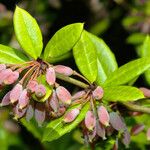 Berberis julianae 果