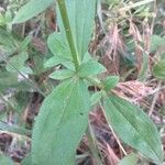 Saponaria officinalis Folio