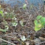 Symphoricarpos albusFruitua